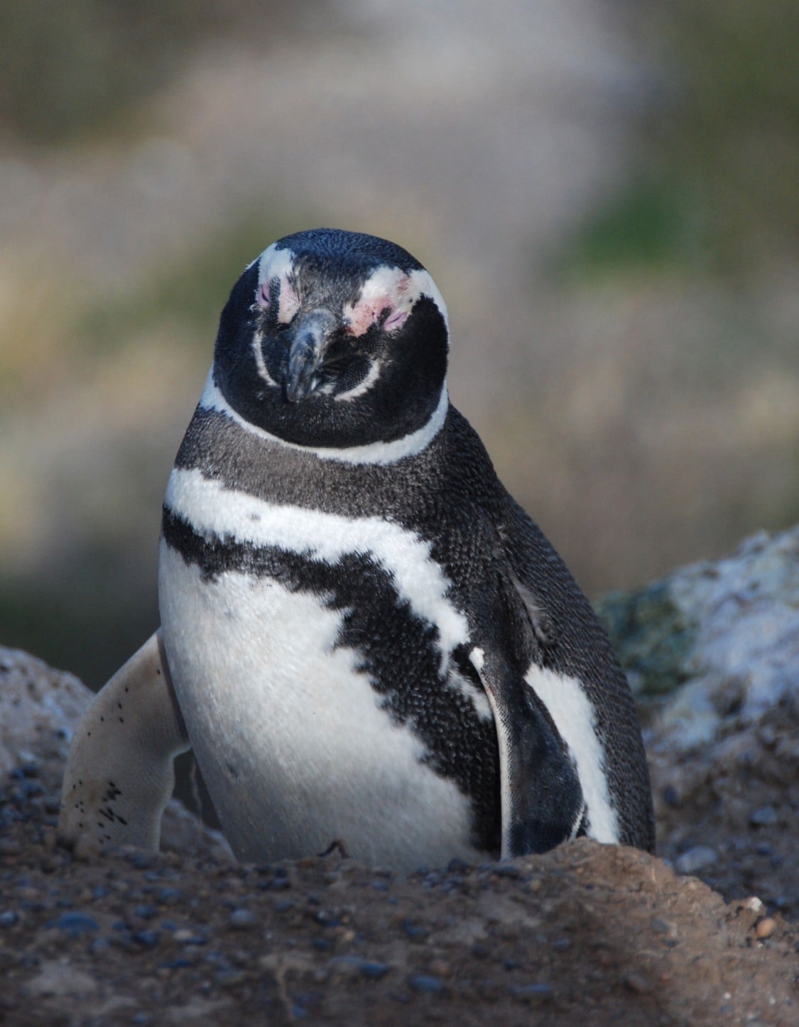Crucero Puerto Madryn itinerarios y ofertas Costa Cruceros